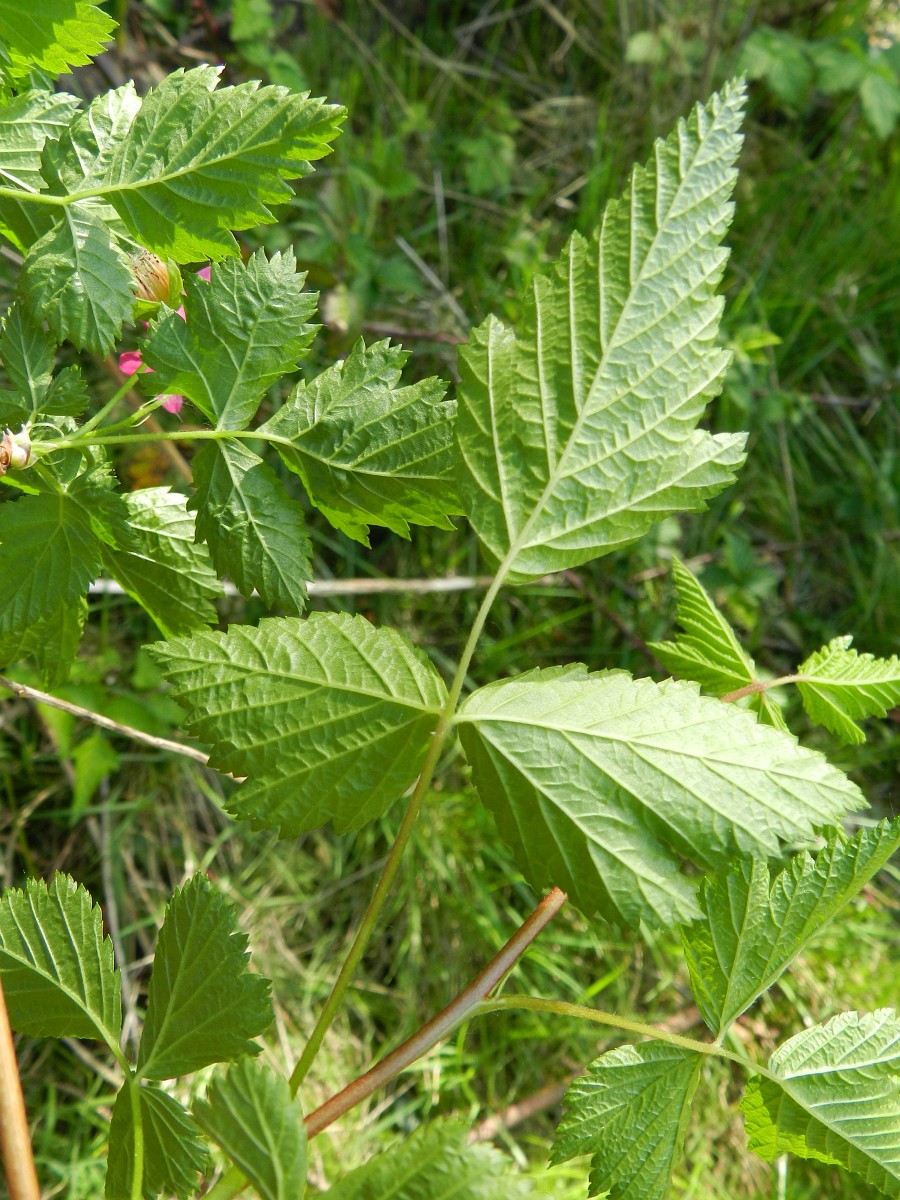 Rubus spectabilis